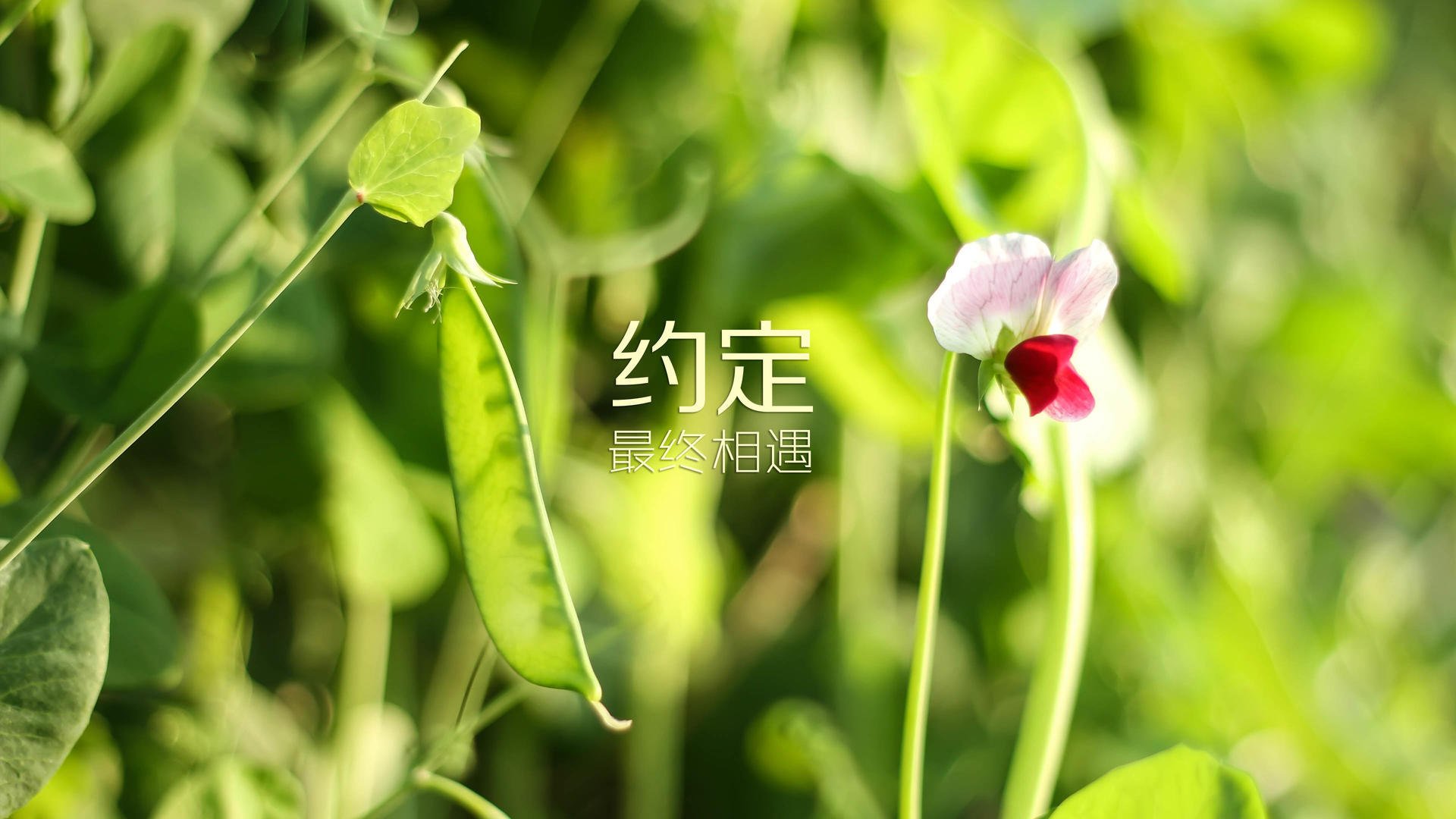 赛道与绿茵场，当F1新赛季揭幕战遇上美国足球的碾压式胜利